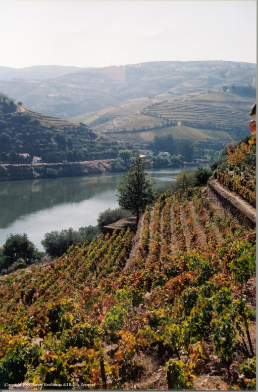 From Quinta De La Rosa No 4.jpg